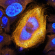 Imagen para el artículo titulado Las fotos ganadoras del concurso de microfotografía Nikon Small World te harán dudar de la realidad